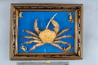 藏品(武裝深海蟹)的圖片